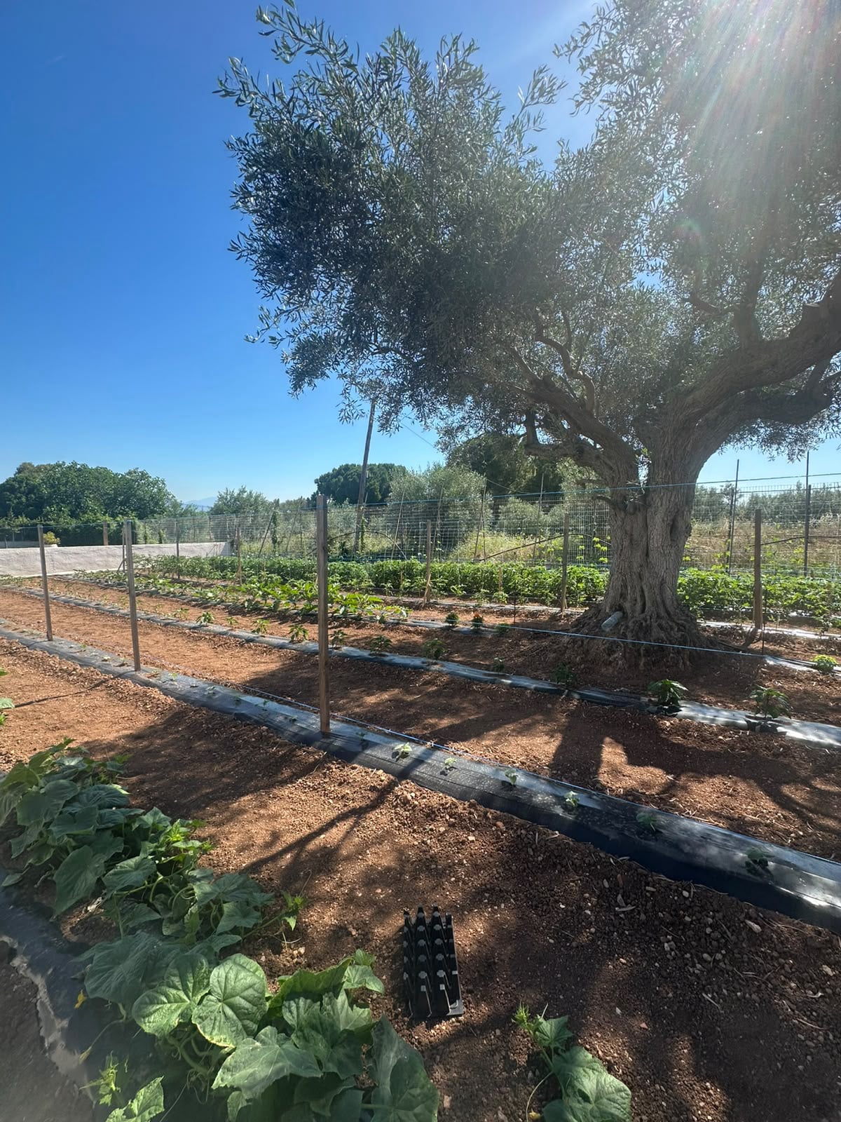 vegetable garden