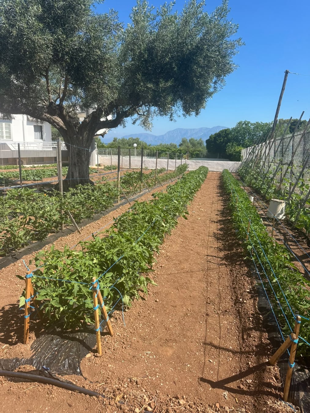 vegetable garden